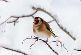 Image of European Goldfinch