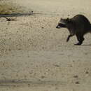 Image of Cozumel Island Raccoon