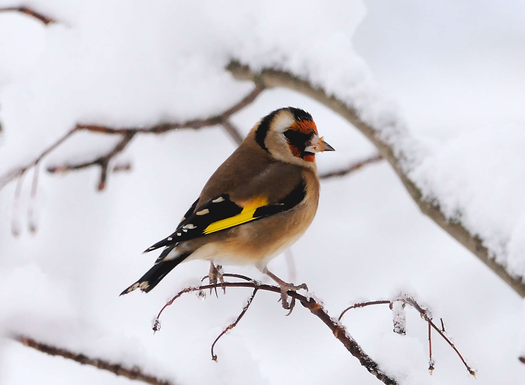 Image of European Goldfinch