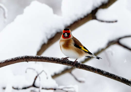 Image of European Goldfinch