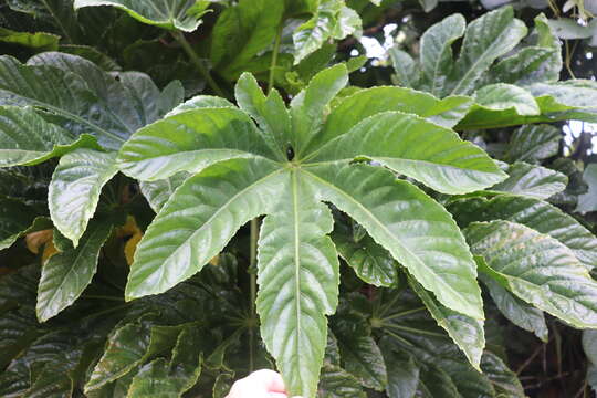 Image of Osmoxylon mariannense (Kaneh.) Fosberg & Sachet