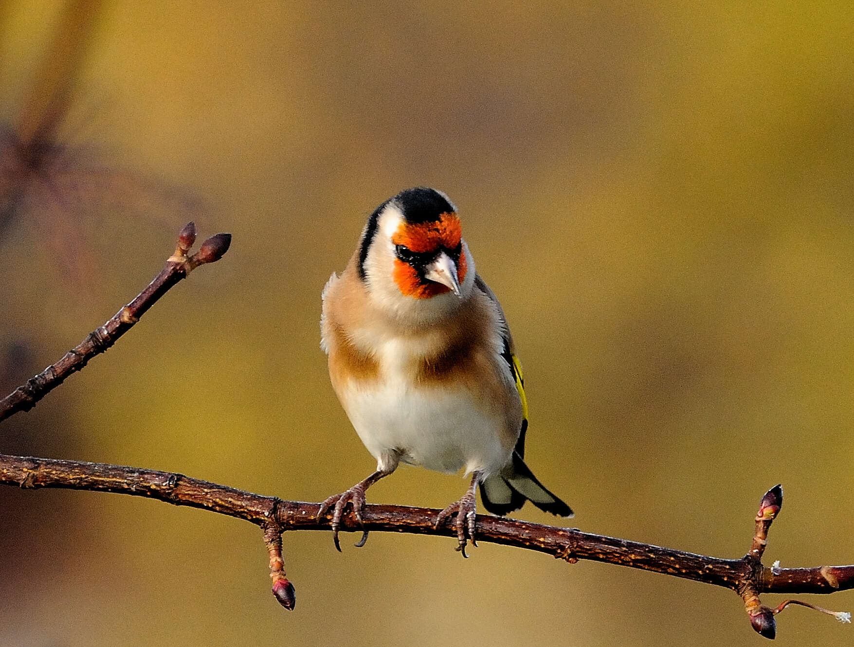 Image of European Goldfinch