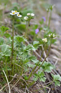 Anemonastrum protractum (Ulbrich) Holub的圖片