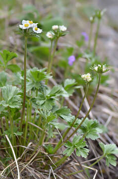 Imagem de Anemonastrum protractum (Ulbrich) Holub