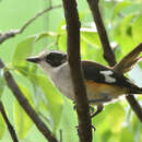 Image of Buff-sided Robin