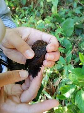 Image of Nightingale Wren