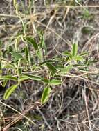 Image of Wright's milkpea