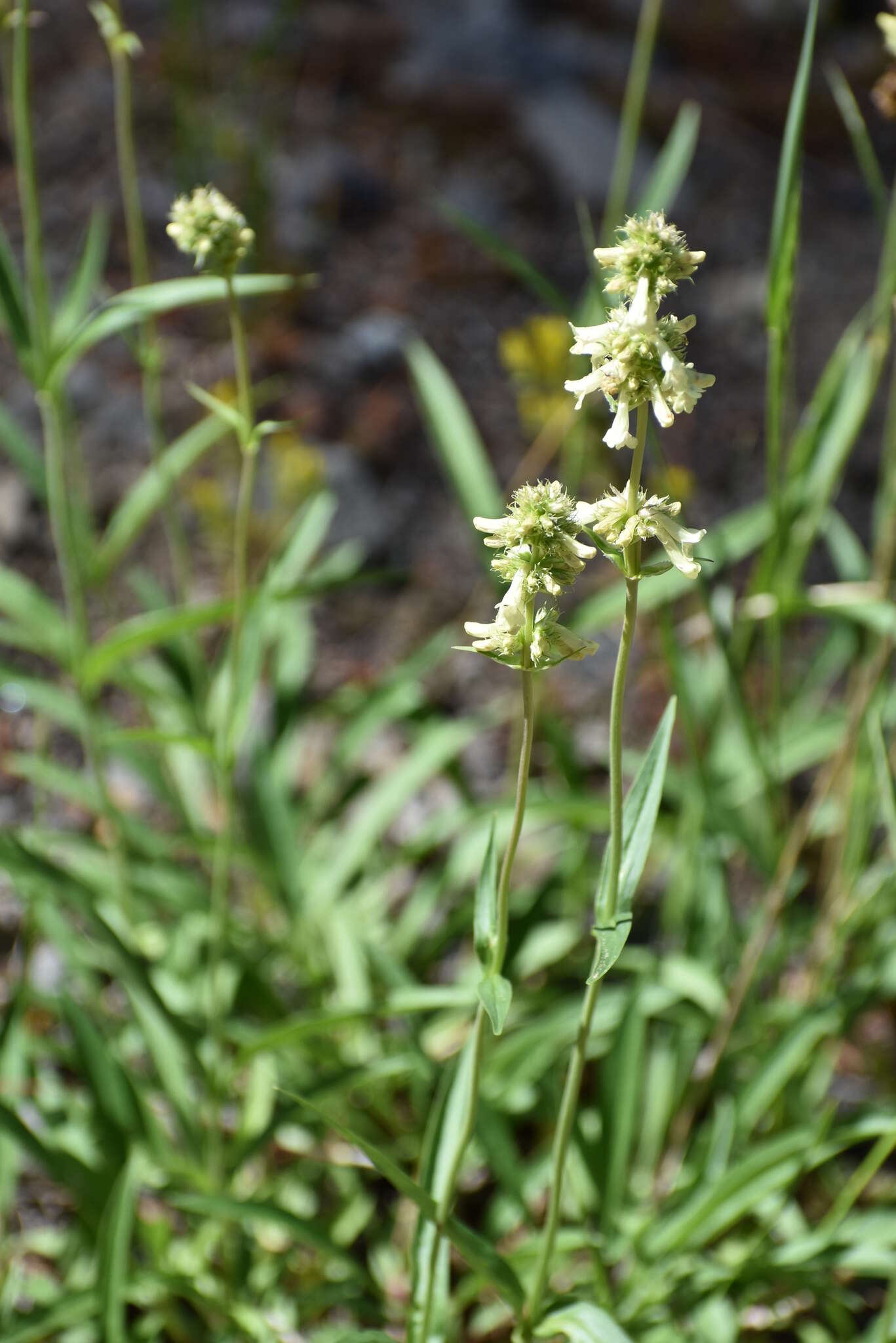 Image of yellow penstemon