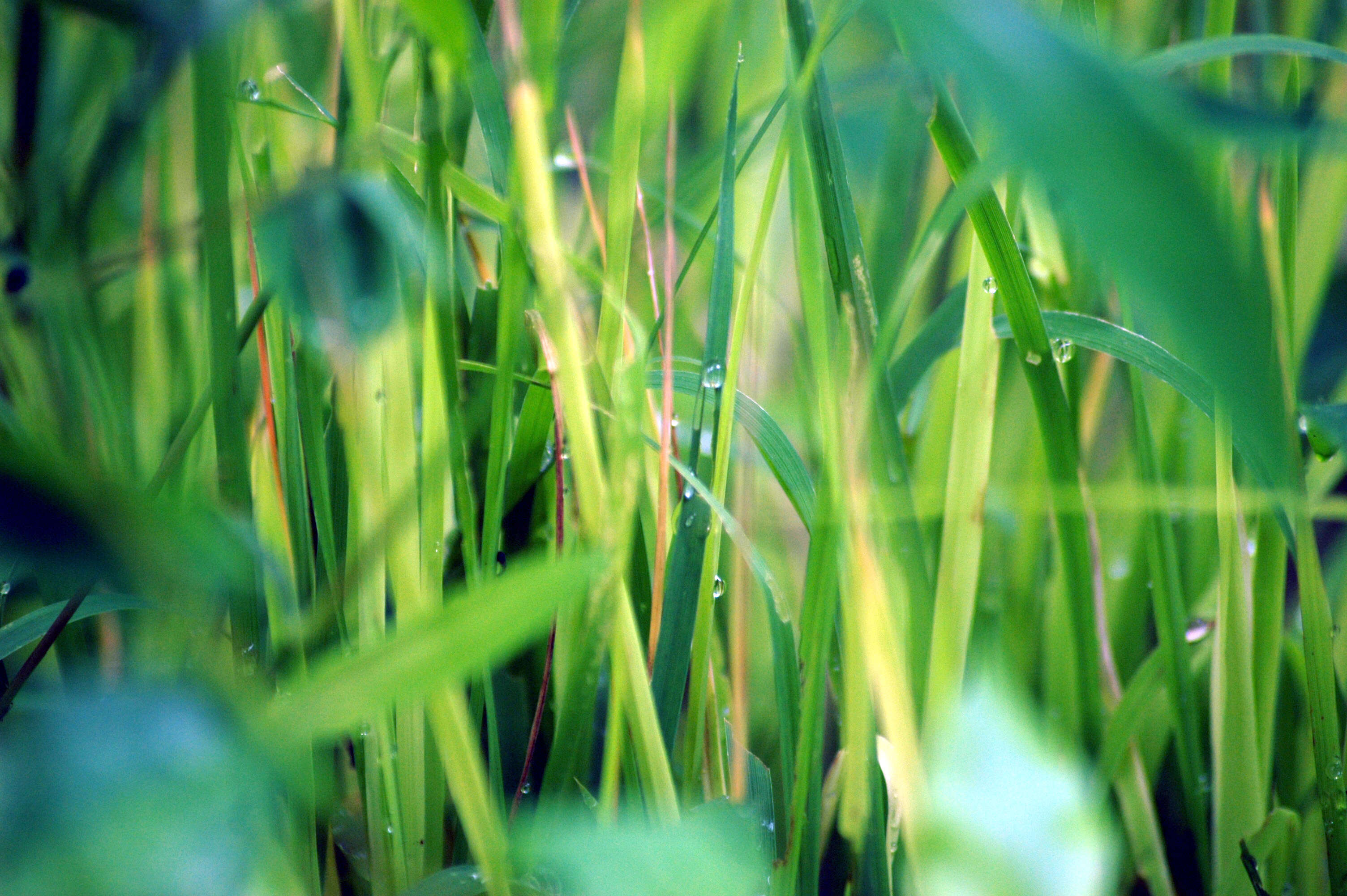 Image of rice