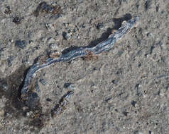Image of California legless lizard