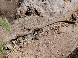 Image of Western Graceful Brown Snake