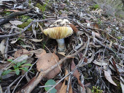 Image of Amanita ochrophylla (Cooke & Massee) Cleland 1924