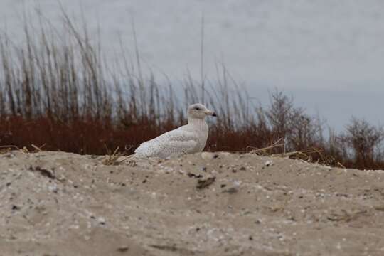 Image of Larus hyperboreus leuceretes Schleep 1819