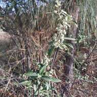 Image of Buddleja parviflora Kunth