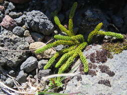 Image of Austrolycopodium confertum (Willd.) Holub