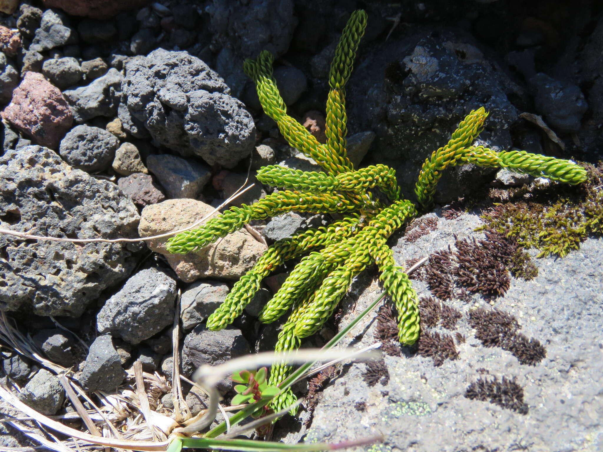 Imagem de Austrolycopodium confertum (Willd.) Holub