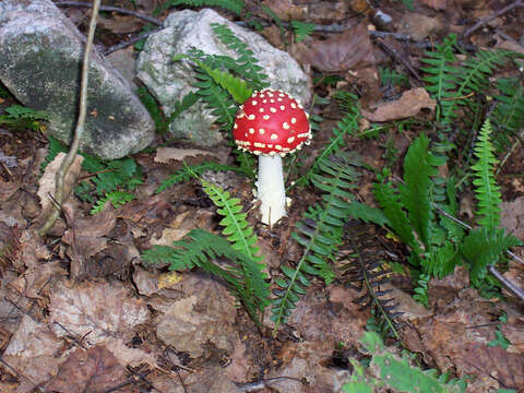 Image of Fly agaric