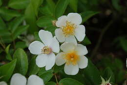 Image of climbing rose