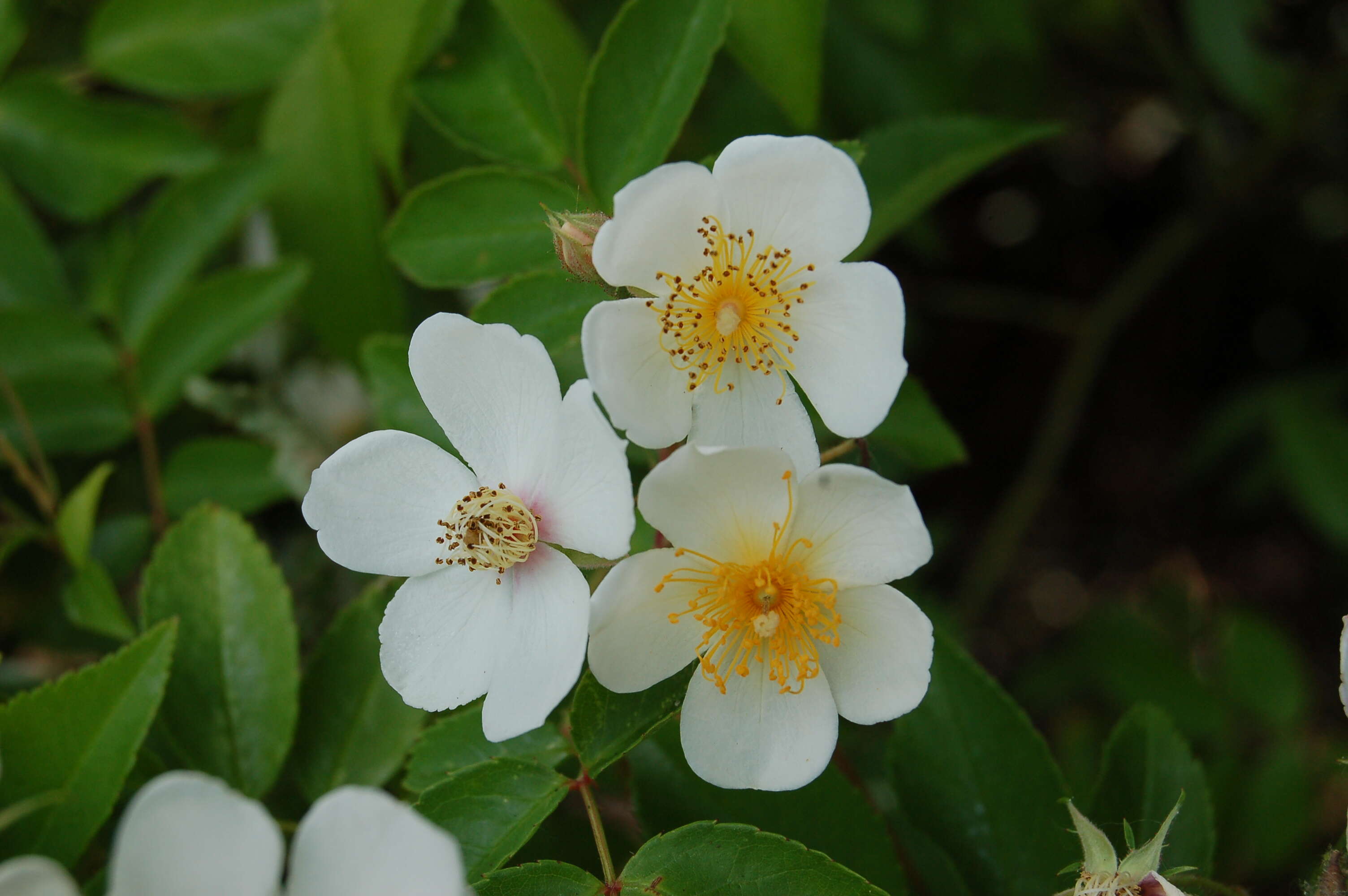 Image of climbing rose