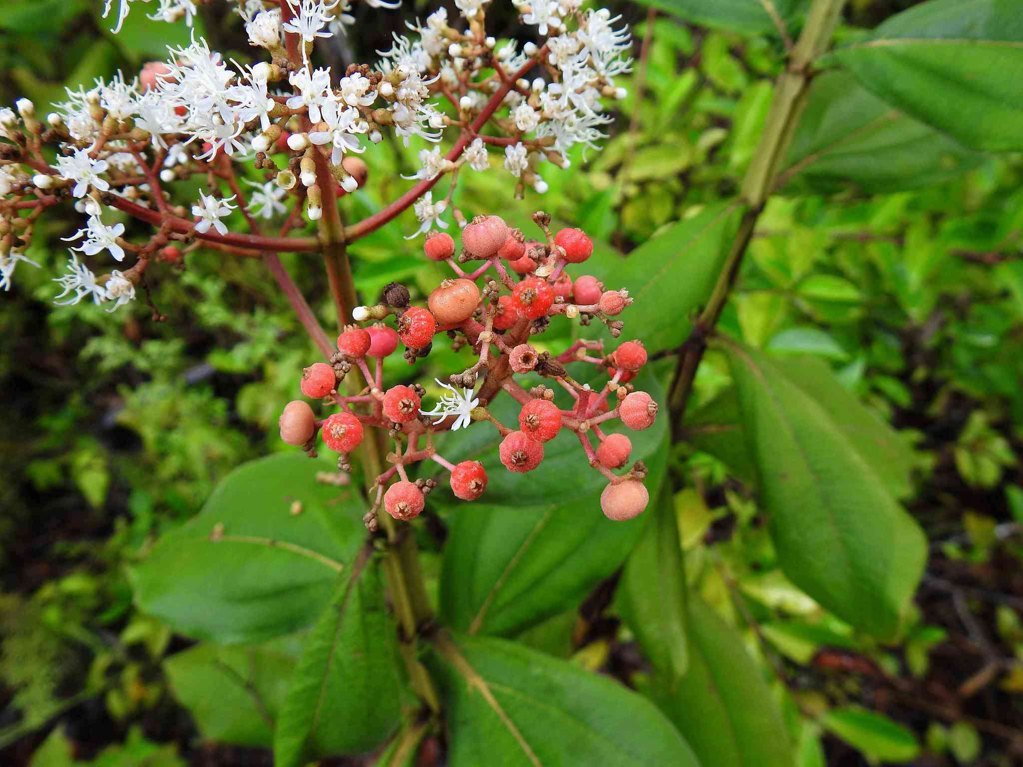 Sivun Miconia alata (Aubl.) DC. kuva