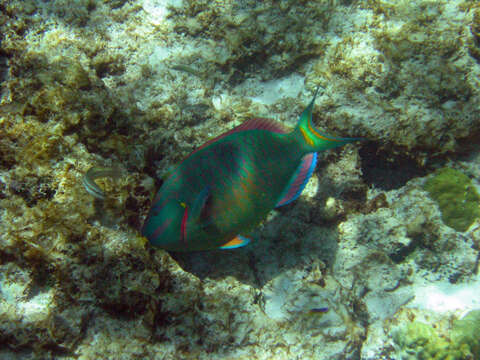 Image of Dark Green Parrotfish