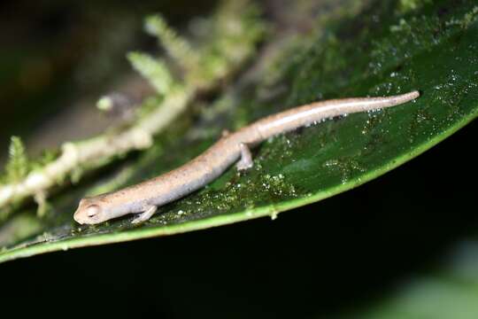 Image of Camron Mushroom-tongue Salamander