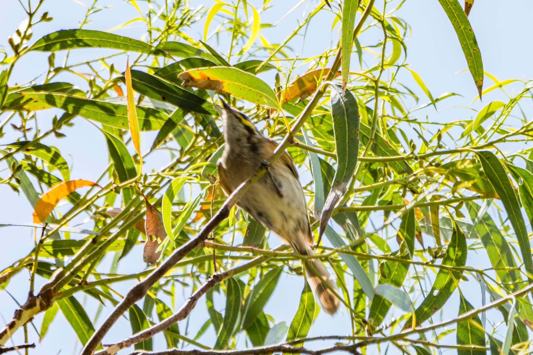 Image of Caligavis Honeyeaters