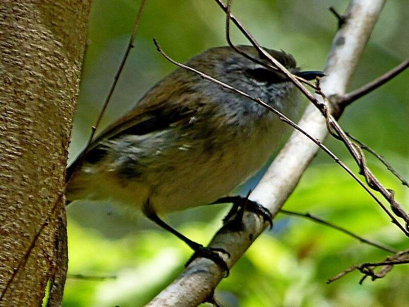 Image of Brown Gerygone