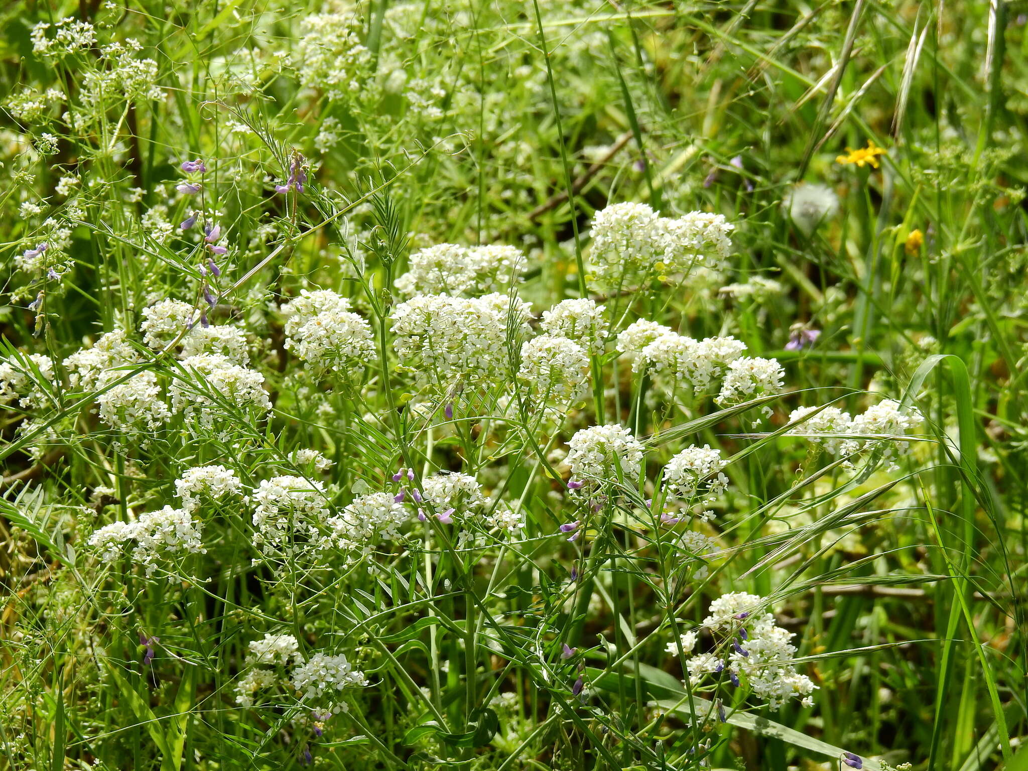 Imagem de Peltaria angustifolia DC.