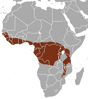 Image of African Palm Civet