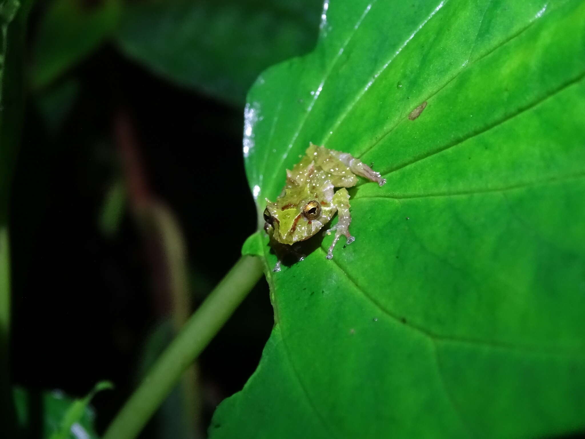 Image of Llanganates Rain Frog; Cutin de los Llanganates