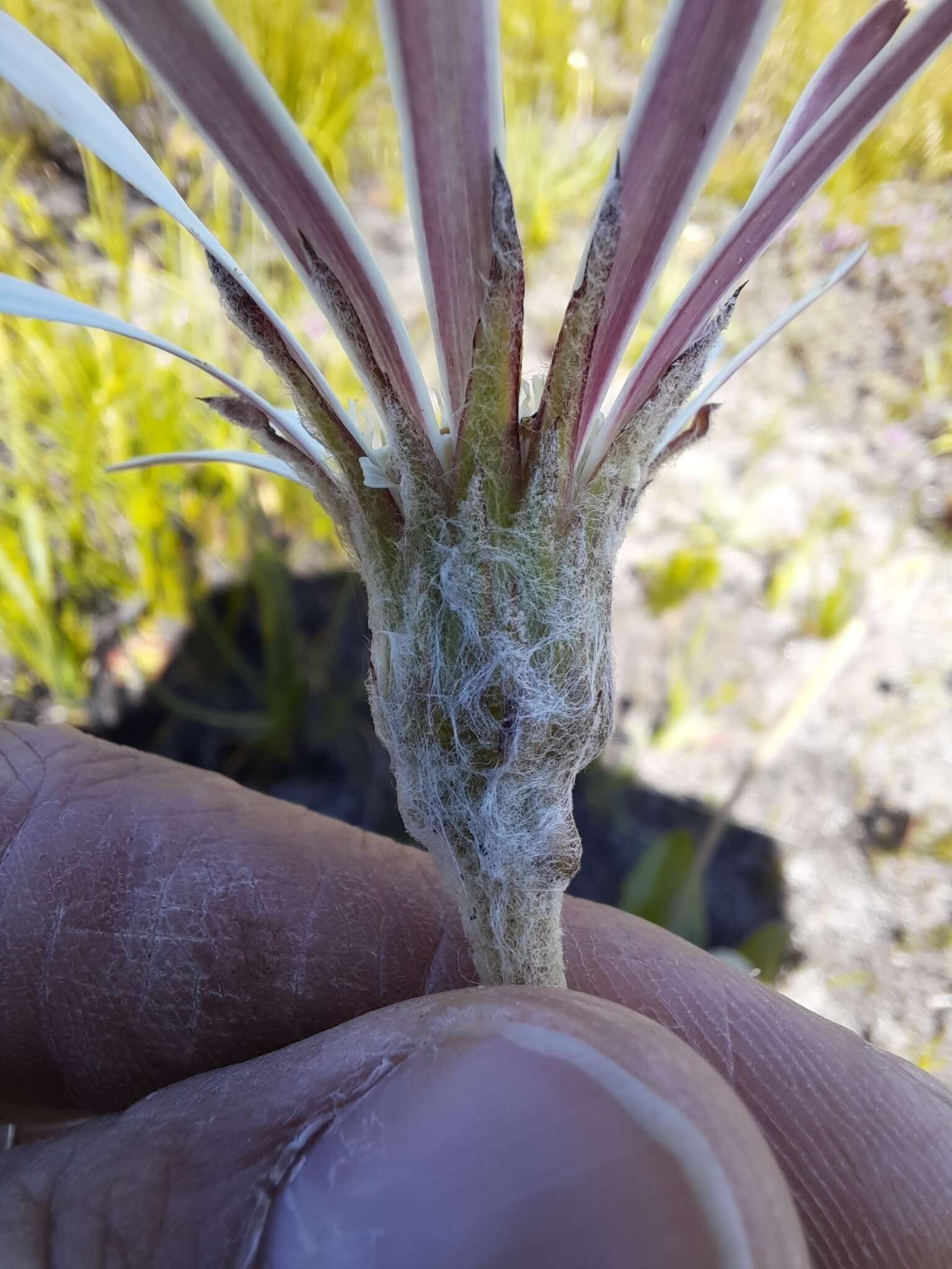 Image de Gerbera tomentosa DC.