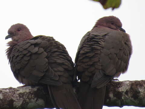 Patagioenas nigrirostris (Sclater & PL 1860) resmi