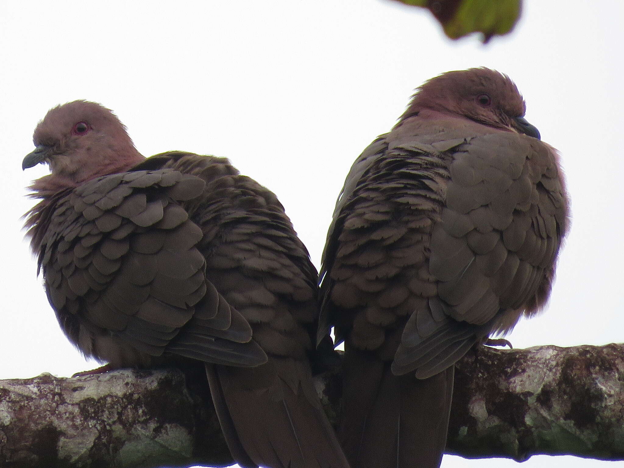 صورة Patagioenas nigrirostris (Sclater & PL 1860)