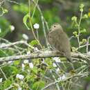 صورة Columbina minuta minuta (Linnaeus 1766)