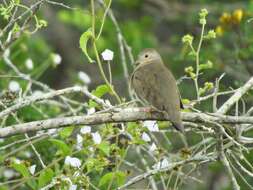 Image de Columbina minuta minuta (Linnaeus 1766)