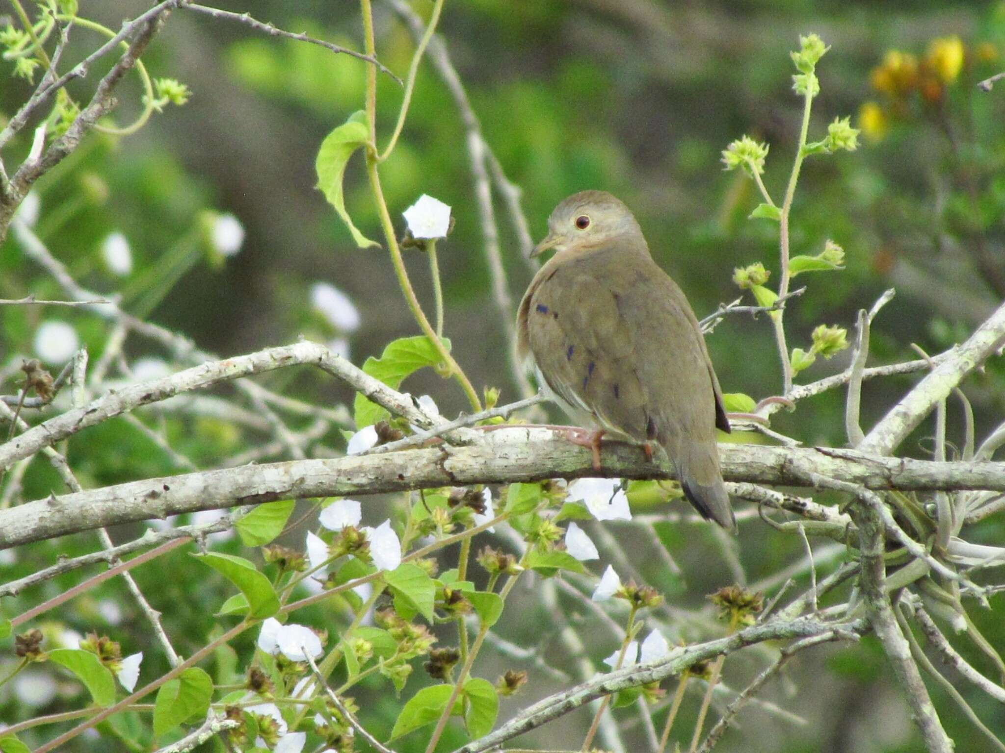 Imagem de Columbina minuta minuta (Linnaeus 1766)