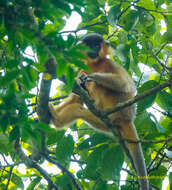 Trachypithecus pileatus (Blyth 1843) resmi