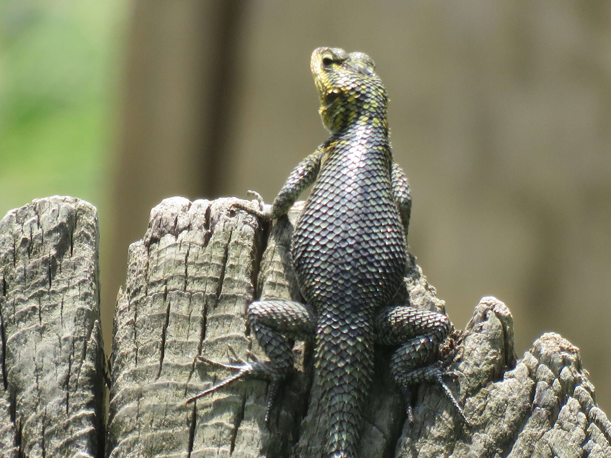 Image of Sceloporus oberon Smith & Brown 1941