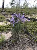 Imagem de Campanula alaskana (A. Gray) W. Wight ex J. P. Anderson