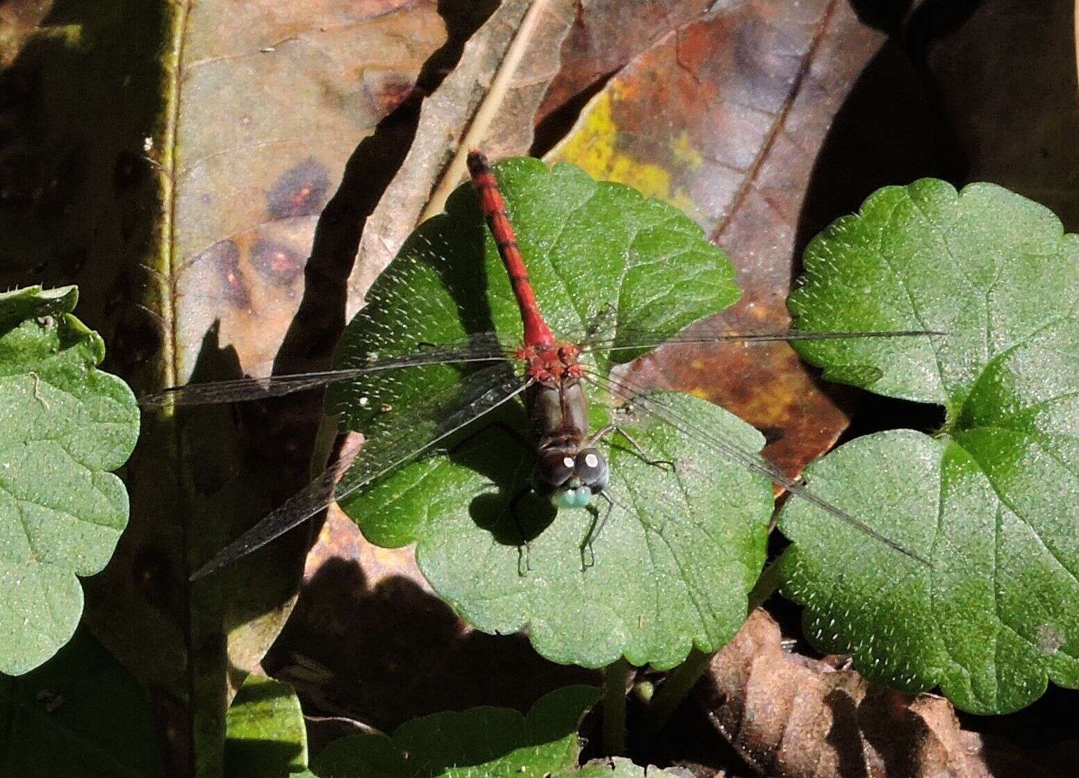 Image of Blue-faced Meadowhawk