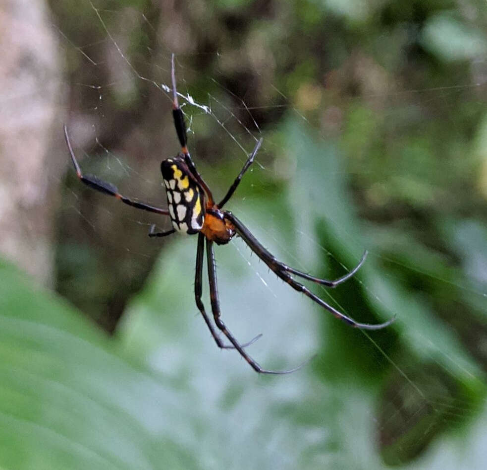 Image of Leucauge tessellata (Thorell 1887)