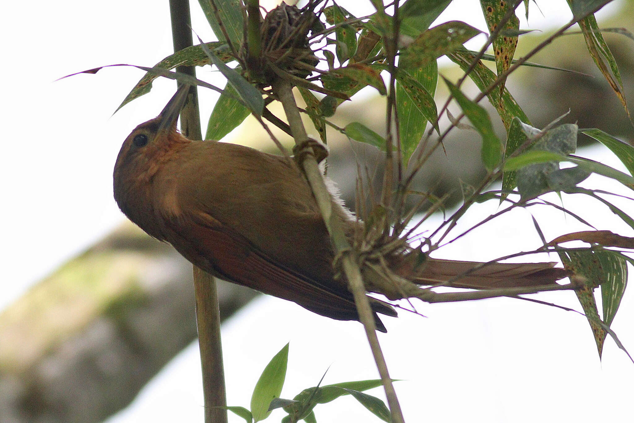 Image of Buff-fronted Foliage-gleaner