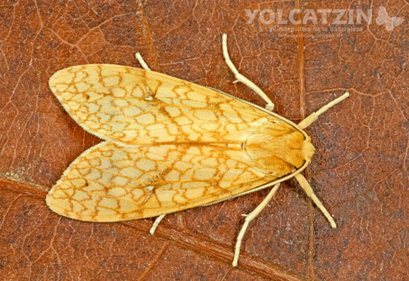 Слика од Lophocampa annulosa Walker 1855