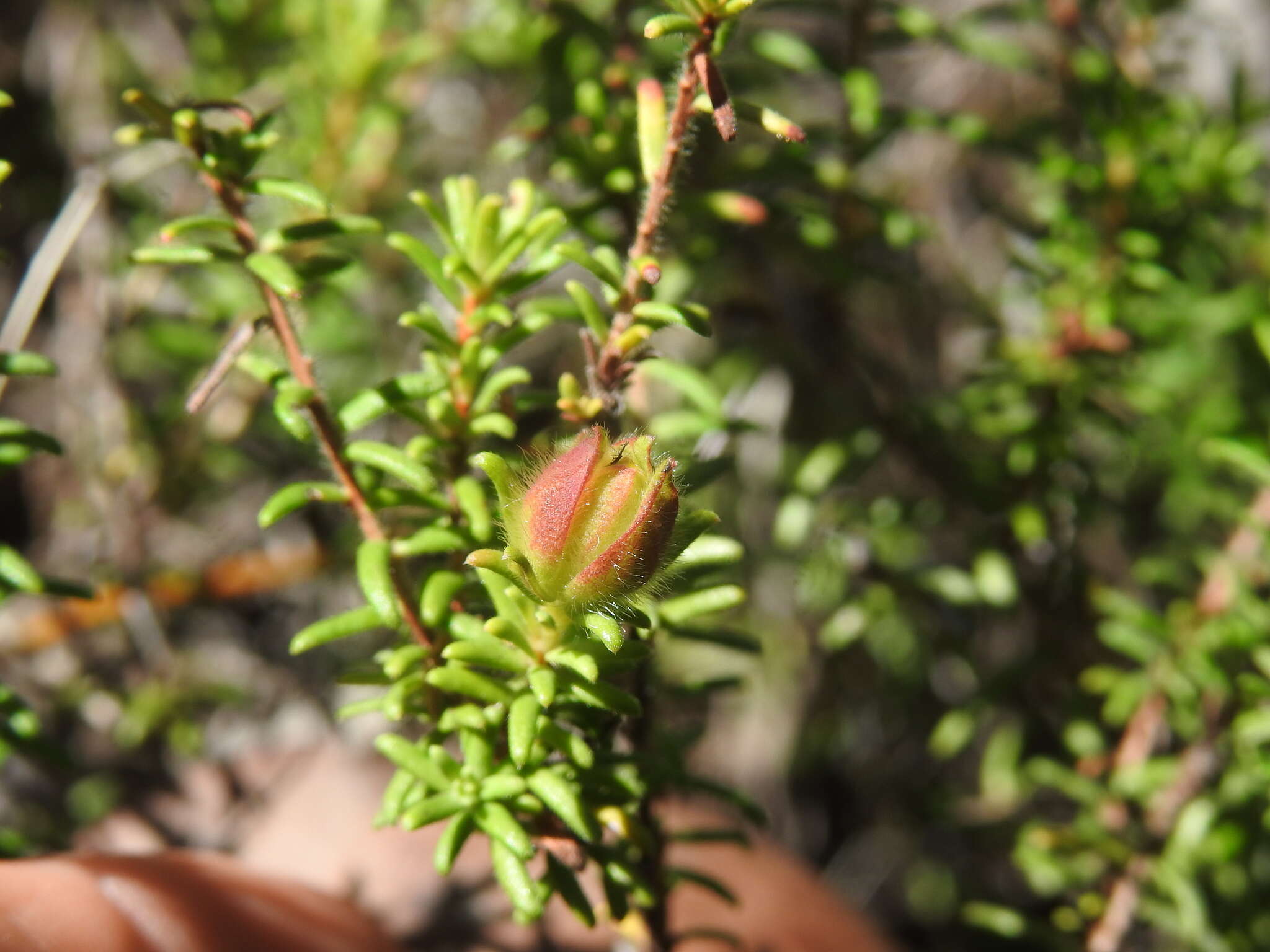 Image of Hibbertia vestita A. Cunn. ex Benth.