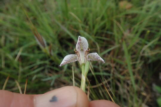 Image of Moraea marionae N. E. Br.