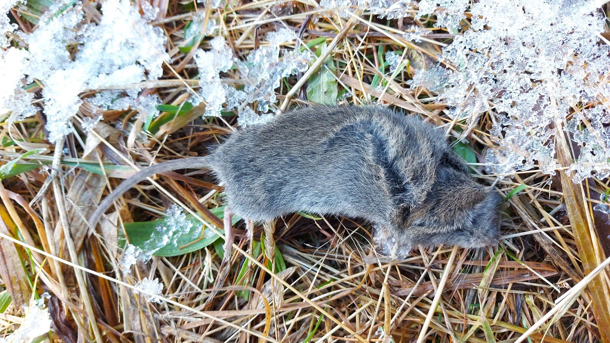 Image of long-tailed vole