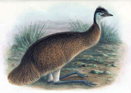 Image of Tasmanian Emu