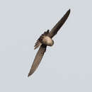 Image of White-rumped Swiftlet