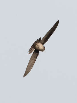 Image of White-rumped Swiftlet